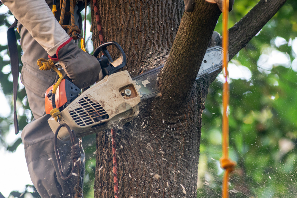 Tree Pruning in Kingswinford