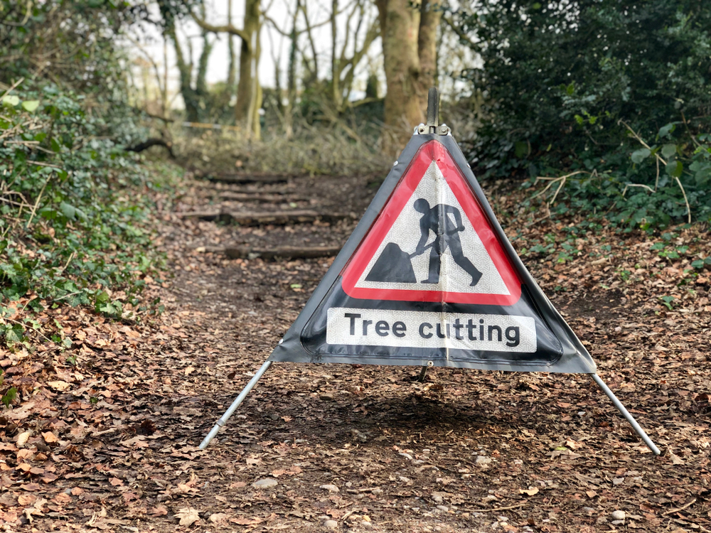 Tree Removal in Kingswinford