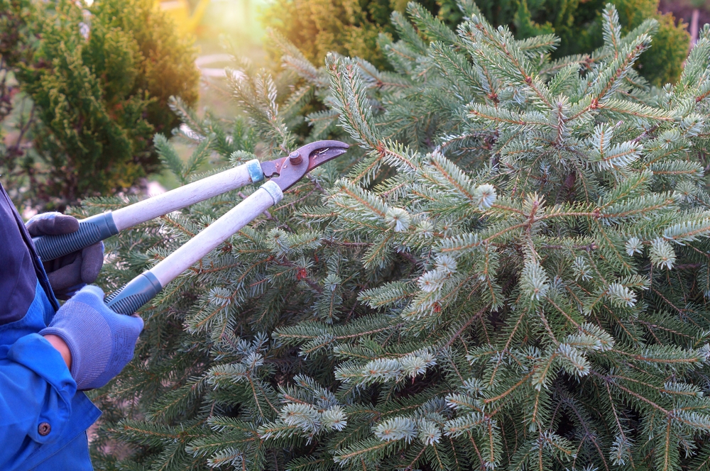 Emergency Tree Work in Kingswinford