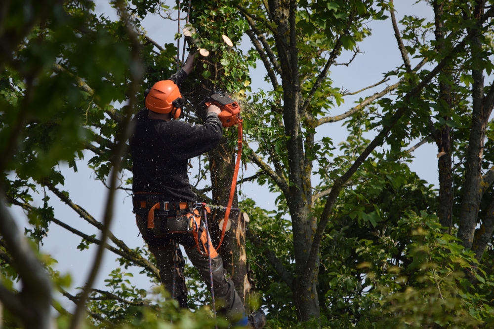 Tree Removal in West Midlands